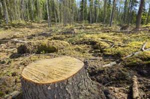 Logging activities leading to deforestation